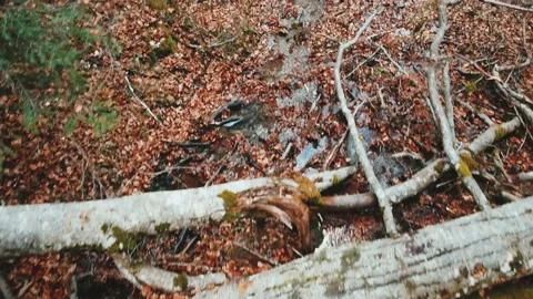 Kolasin Video stock 143286285