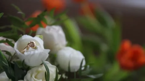 Kolco Video stock 11018323