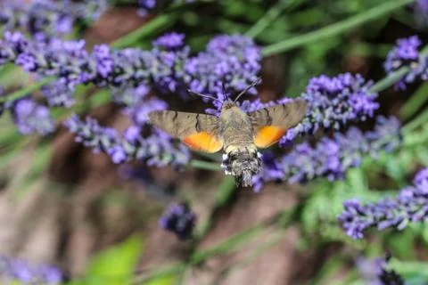 Kolibri hawk moth taking nectar from lavender Stock Photos
