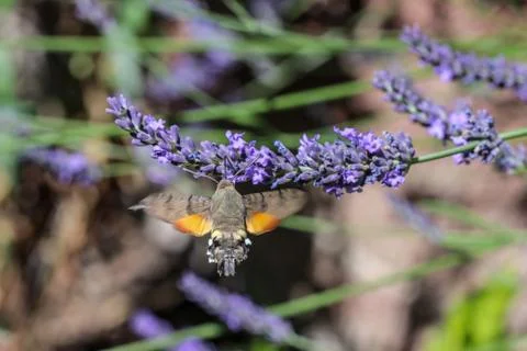 Kolibri hawk moth taking nectar from lavender Stock Photos