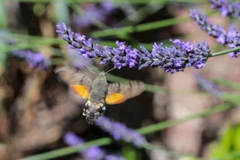 Kolibri hawk moth taking nectar from lavender Stock Photos