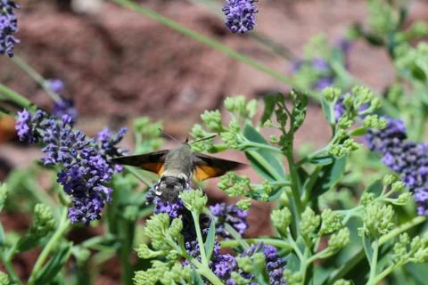 Kolibri hawk moth taking nectar from lavender Stock Photos
