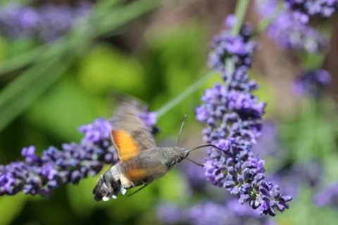 Kolibri hawk moth taking nectar from lavender Stock Photos