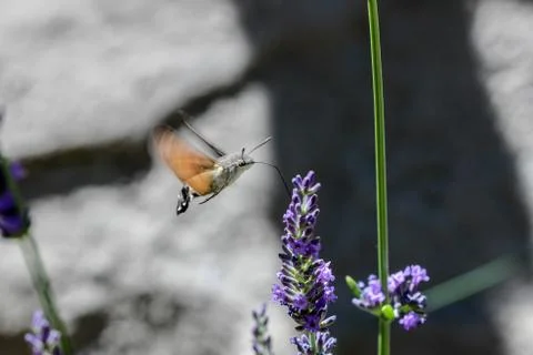 Kolibri hawk moth taking nectar from lavender Stock Photos