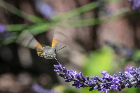 Kolibri hawk moth taking nectar from lavender Stock Photos