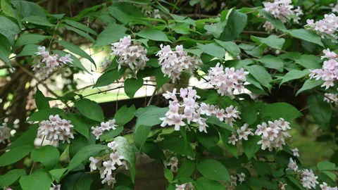 Kolkwitzia amabilis Stock Footage 275620102