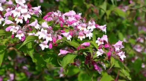 Kolkwitzia , shrub in spring Stock Footage 60873733