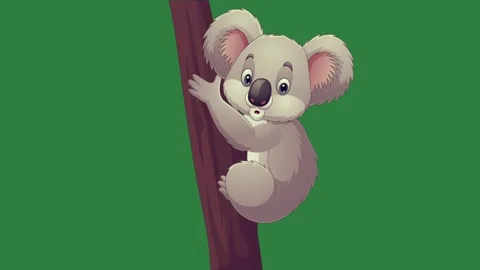 A koloa hanging on tree branch and isolated on green screen background Stock Footage 336858707