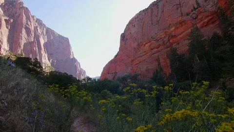 Kolob Canyon flowers pull back Vídeos de archivo 83018037