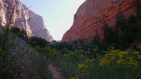 Kolob Canyon flowers push Stock Footage 83017936
