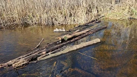 Kolomak River Video stock 305938736