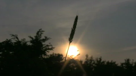 KolosCC Stock Footage 737412