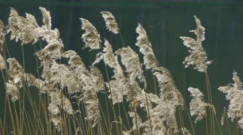 Koloski.m2ts 動画素材 11038042