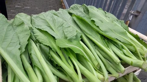 Komatsuna spinach leaf vegetable raw food video footage Stock Footage 337437925