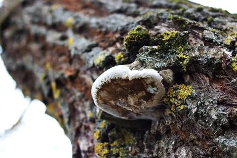 Kombucha on the tree. A parasite on a tree. Tree disease Stockfoto's