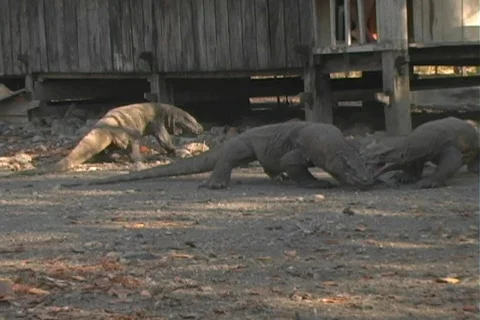 Komodo 1 Stock Footage 110548