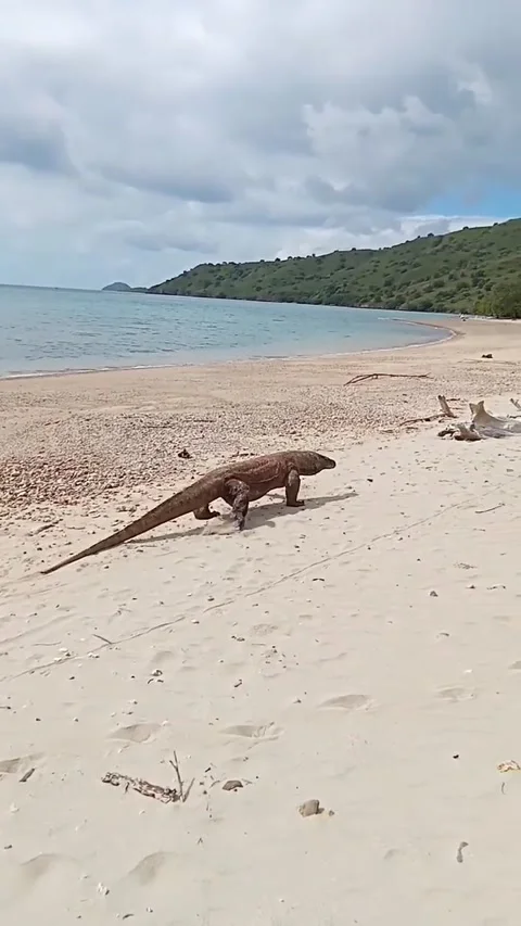 KOMODO 3 Stock-Footage 235713439