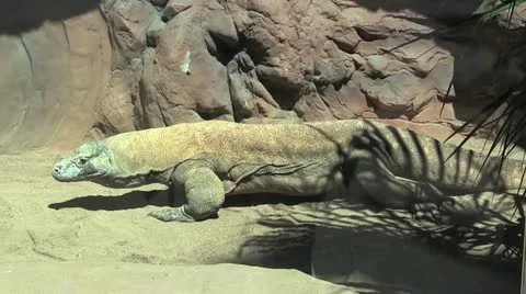 Komodo 80 Stock Footage 12427878