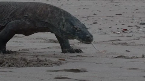 Komodo dragon 10 Stock Footage 277134298