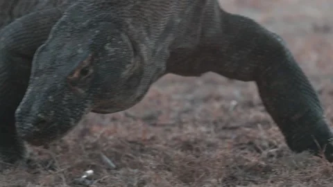 Komodo dragon 12 Stock Footage 277134380