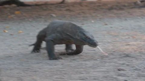 Komodo dragon 13 Stock Footage 277134360