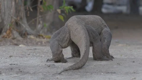 Komodo dragon 14 Stock Footage 277134323