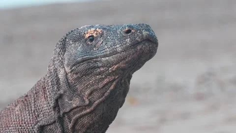 Komodo dragon 15 Stock Footage 277134326