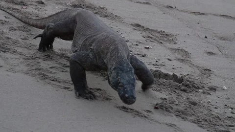 Komodo dragon 2 Slow Stock Footage 277134780