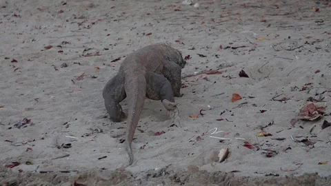 Komodo dragon 3 Slow Stock Footage 277134784