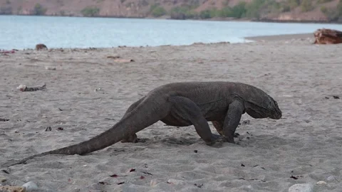Komodo dragon 4 Slow Stock Footage 277134787