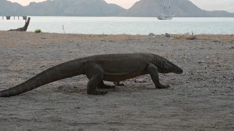 Komodo dragon 5 Slow Stock Footage 277134342