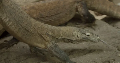 Komodo dragon 50fps Stock Footage 114176122
