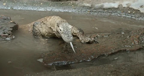 Komodo dragon 50fps Stock-Footage 114176791