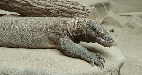 Komodo dragon 50fps Stock Footage 114366208