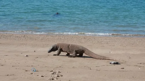 Komodo dragon 6 Stock Footage 277134302