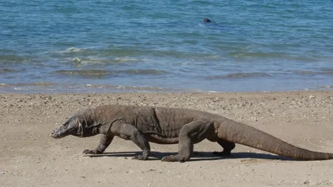 Komodo dragon 7 Stock Footage 277134248