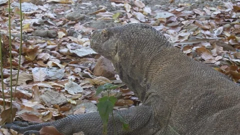 Komodo dragon 9 Stock Footage 277134284