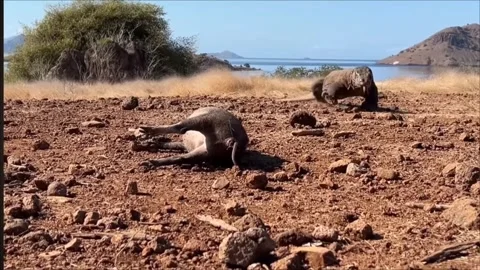 Komodo Dragon Approaching Dead Prey in Natural Habitat – Wildlife Stock Footage 341480611
