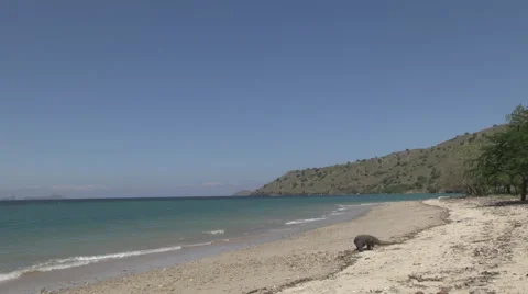 Komodo dragon on the beach Stock Footage 46225408