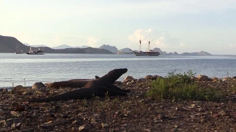 Komodo dragon on the beach with ship in the background Stock Footage 81532975