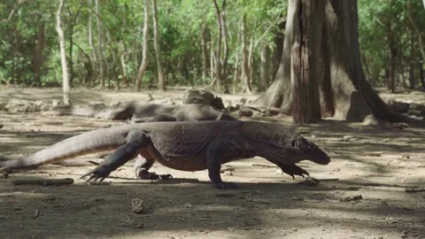 Komodo Dragon big one walking with another one  in the background Stock Footage 131377982