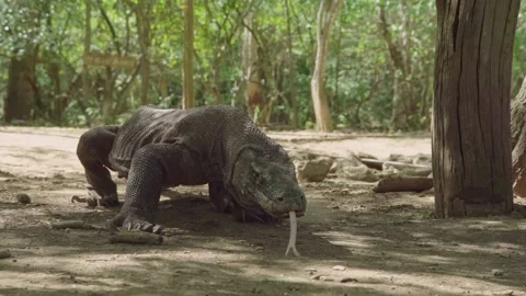Komodo Dragon. Big one walking with forked tongues 스톡 동영상 131377989