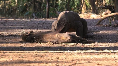 Komodo Dragon bite victim Stock Footage 21795147