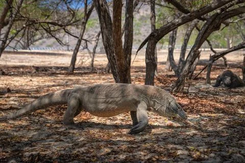 A Komodo Dragon Casually Strolling Through a Bright, Sunlit Forest Surround.. Foto stock