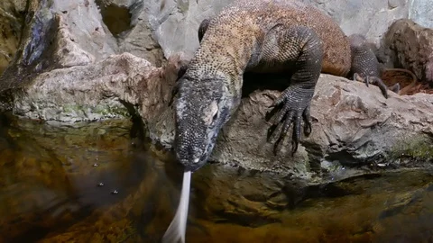 Komodo dragon close-up Video stock 122123284