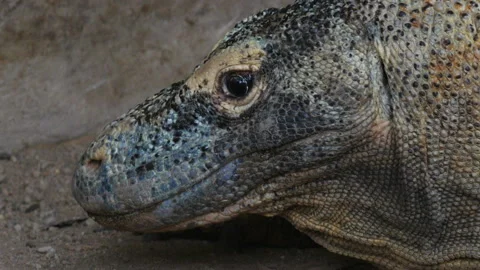 Komodo dragon close up Stock Footage 132402581