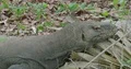 Komodo dragon close up head resting lazy on foliage 4k or 4k+ Resolution