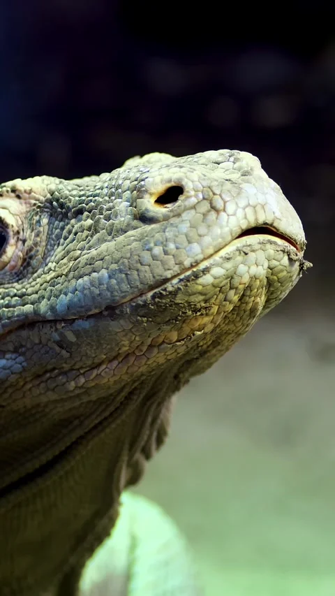Komodo Dragon. close-up, a lizard from the island of Komodo, a large lizard, put Stock Footage 318074607