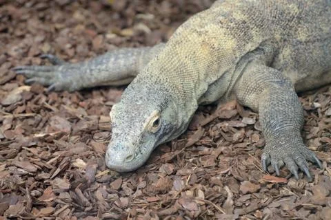 Komodo dragon close Stock Photos