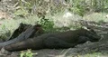 Komodo dragon close up resting lazy in shadow at a hot sunny day 4k or 4k+ Resolution